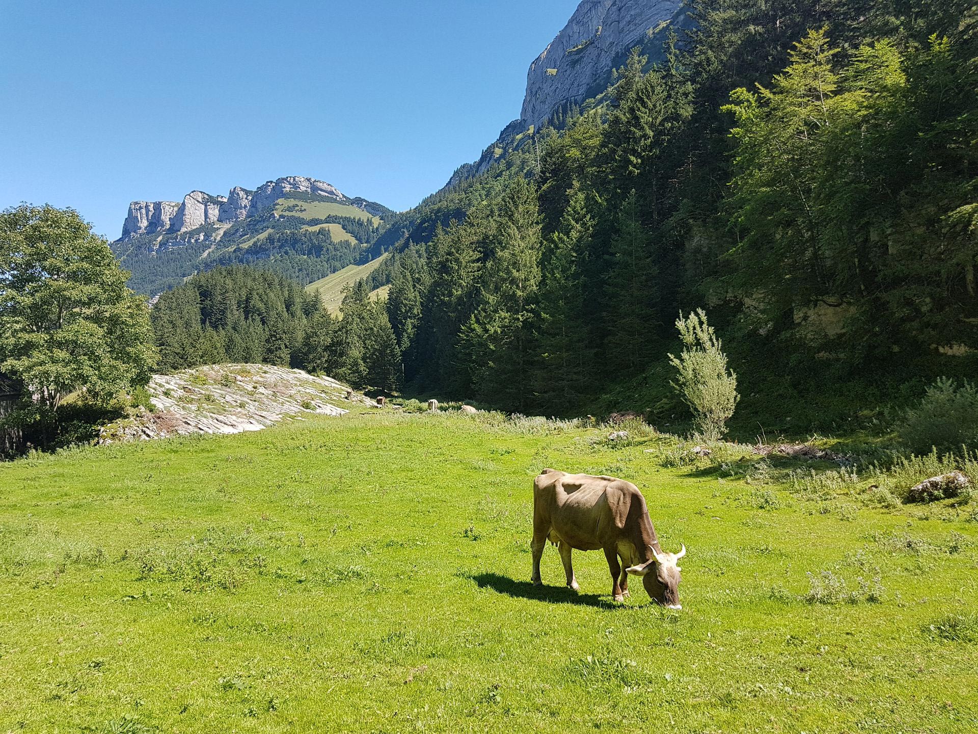 Seealpsee, Wasserauen